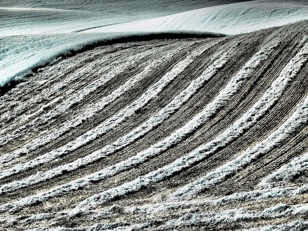 USA-Washington State-Palouse region-Harvest cut lines in Field